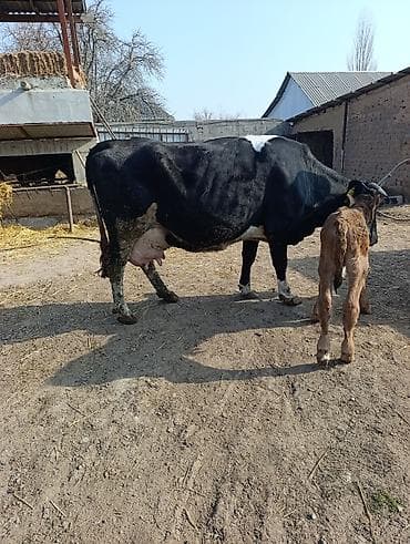 Продаю | Корова (самка) | Для молока | После отела at lalafo.kg Продаю | Корова (самка) | Для молока | После отела