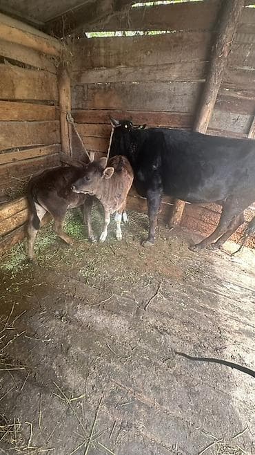 Продаю | Корова (самка), Бык (самец), Тёлка at lalafo.kg Продаю | Корова (самка), Бык (самец), Тёлка