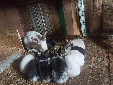 Продаю | Крольчата | Для разведения | Племенные at lalafo.kg Продаю | Крольчата | Для разведения | Племенные