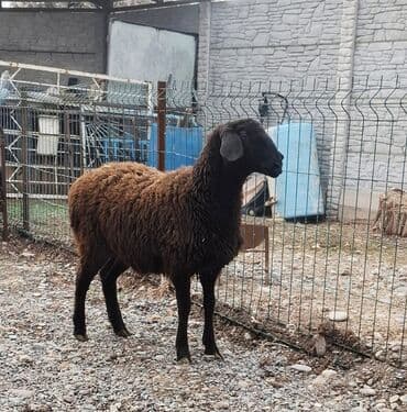 Продаю | Овца (самка), Ягненок | Гиссарская, Арашан | Для разведения | Котные, Матка, Ярка at lalafo.kg Продаю | Овца (самка), Ягненок | Гиссарская, Арашан | Для разведения | Котные, Матка, Ярка