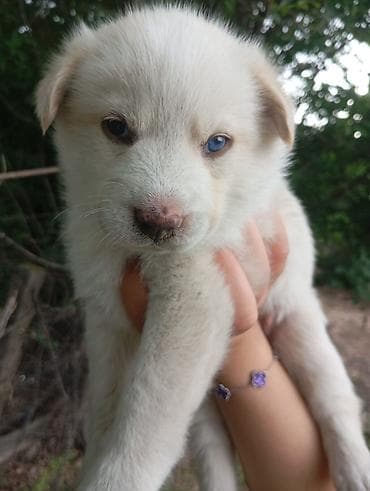 Лайка, 1 месяц, Самец, С прививкой at lalafo.kg Лайка, 1 месяц, Самец, С прививкой
