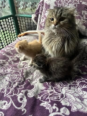 Котята от домашней кошки Мейкуна с пушистой полудлинной шерстью и at lalafo.kg Котята от домашней кошки Мейкуна с пушистой полудлинной шерстью и