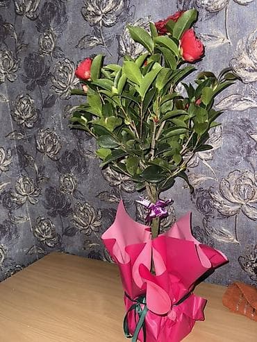 Алоказиялар: Камелия ОСТАЛОСЬ 2шт Успейте купить 💝 Упаковка в подарок 🎁 Для lalafo.kg да — 4 Алоказиялар: Камелия ОСТАЛОСЬ 2шт Успейте купить 💝 Упаковка в подарок 🎁 Для — 4