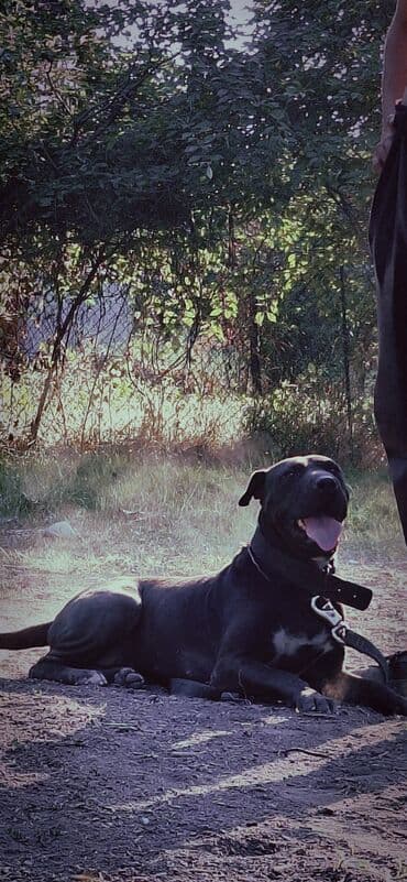 Dacia: Питбуль, 1 жаш, Ургаачы, Эмделген lalafo.kg да — 2 Dacia: Питбуль, 1 жаш, Ургаачы, Эмделген — 2