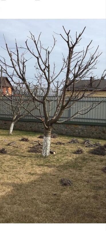 Осенняя обрезка и обработка плодовых деревьев,кустарников, винограда at lalafo.kg Осенняя обрезка и обработка плодовых деревьев,кустарников, винограда