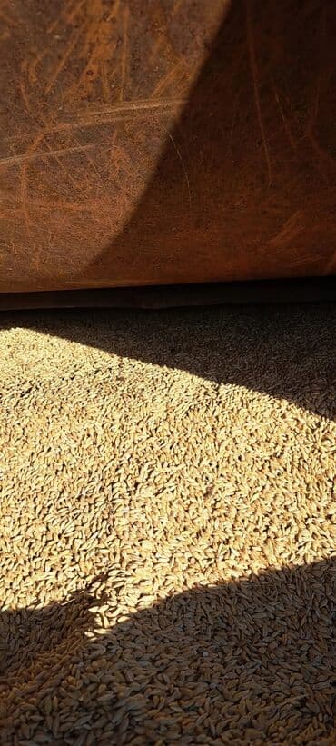 Продаю ячмень семенник сорт Нутанс, Сорт Мамлюк в мешках готовый at lalafo.kg Продаю ячмень семенник сорт Нутанс, Сорт Мамлюк в мешках готовый