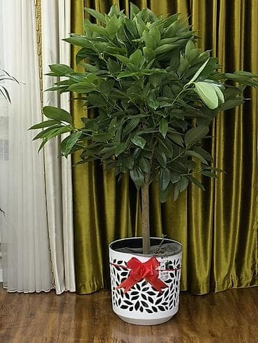 Антуриумдар: Напольное декоративное дерево в дизайнерском кашпо - Высокое lalafo.kg да — 2 Антуриумдар: Напольное декоративное дерево в дизайнерском кашпо - Высокое — 2