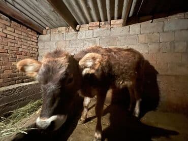 Продаю | Тёлка | Полукровка | Привязанные at lalafo.kg Продаю | Тёлка | Полукровка | Привязанные