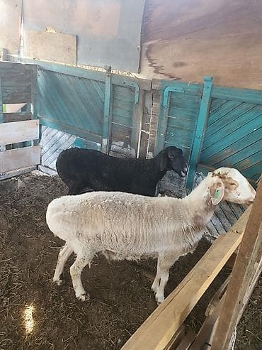 Продаю | Овца (самка) | На забой, Для разведения | Матка at lalafo.kg Продаю | Овца (самка) | На забой, Для разведения | Матка