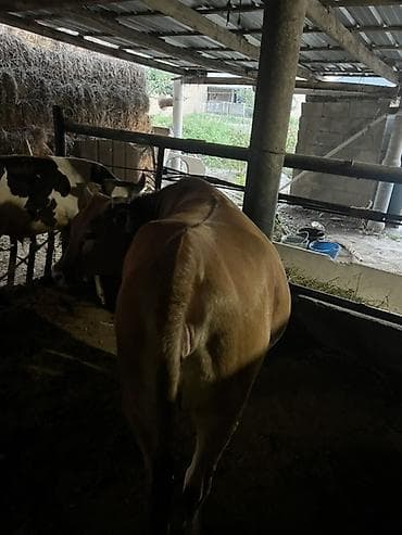 Продаю | Корова (самка) | Для молока at lalafo.kg Продаю | Корова (самка) | Для молока