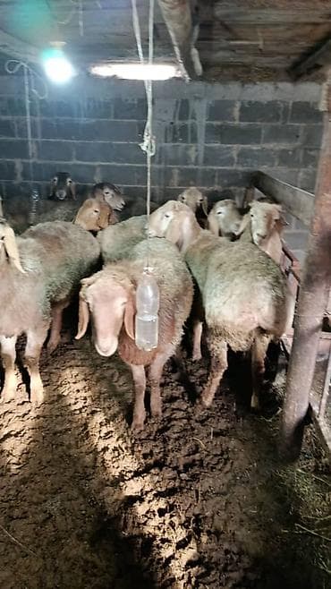 Продаю | Ягненок, Баран (самец) | Арашан | На забой, Для разведения | Племенные at lalafo.kg Продаю | Ягненок, Баран (самец) | Арашан | На забой, Для разведения | Племенные