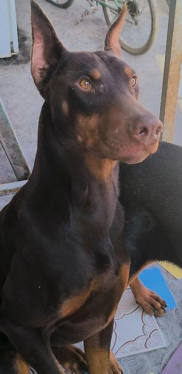 ВЯЗКА! Порода: ДОБЕРМАН Окрас: коричнево-подпалый (шоколад с рыжими at lalafo.kg ВЯЗКА! Порода: ДОБЕРМАН Окрас: коричнево-подпалый (шоколад с рыжими