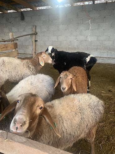 Продаю | Овца (самка) | Арашан, Эдильбаевская | Для разведения | Котные, Матка at lalafo.kg Продаю | Овца (самка) | Арашан, Эдильбаевская | Для разведения | Котные, Матка