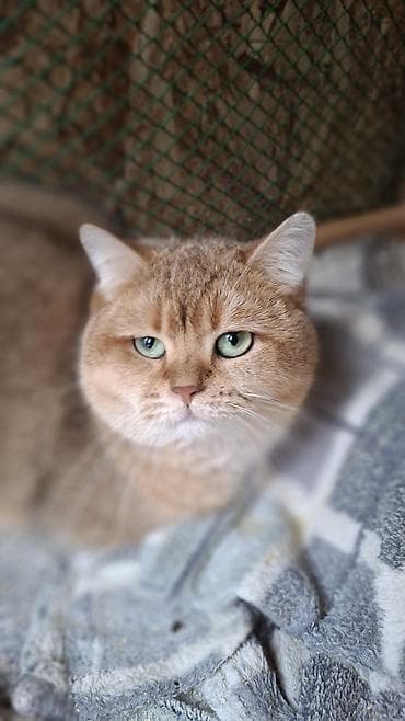 Предлагается Кот для вязки Кот молодой но уже опытный. Окрас эолотая at lalafo.kg Предлагается Кот для вязки Кот молодой но уже опытный. Окрас эолотая