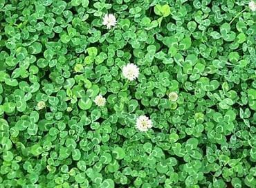 Газон Семена европейского газона DLF (Дания) *Солнечные *Теневые at lalafo.kg — 10 Газон Семена европейского газона DLF (Дания) *Солнечные *Теневые — 10