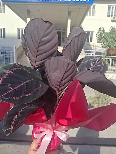 Калатея (вероятно сорт с тёмной листвой, типа Calathea roseopicta) lalafo.kg да Калатея (вероятно сорт с тёмной листвой, типа Calathea roseopicta)