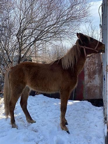 Продаю | Жеребенок | Рабочий at lalafo.kg Продаю | Жеребенок | Рабочий