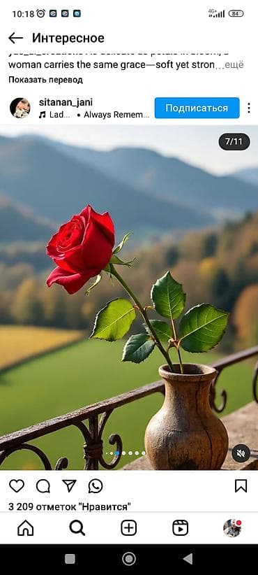 Комнатная роза в горшке — компактный куст с крупными бархатными at lalafo.kg Комнатная роза в горшке — компактный куст с крупными бархатными