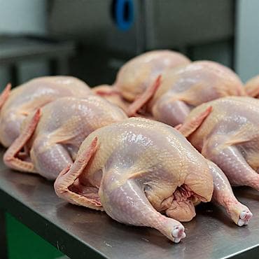 Lotus: Продаю | Куры, Петух | Домашняя | На забой, Для разведения, Несушки at lalafo.kg — 3 Lotus: Продаю | Куры, Петух | Домашняя | На забой, Для разведения, Несушки — 3