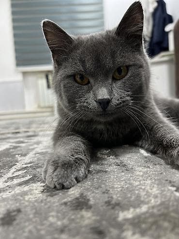 Британская короткошёрстная кошка, окраса голубой (плюшевый серый). - at lalafo.kg Британская короткошёрстная кошка, окраса голубой (плюшевый серый). -