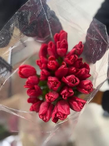 Тюльпаны оптом от 500 шт по 80 сом и в розницу по 130 сом за шт. Вся at lalafo.kg — 1 Тюльпаны оптом от 500 шт по 80 сом и в розницу по 130 сом за шт. Вся — 1