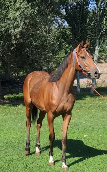 Продаю | Кобыла (самка) | Английская | Конный спорт at lalafo.kg Продаю | Кобыла (самка) | Английская | Конный спорт