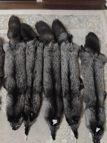 Шкуры серебристо‑черной лисицы (silver fox) - Натуральные цельные at lalafo.kg Шкуры серебристо‑черной лисицы (silver fox) - Натуральные цельные