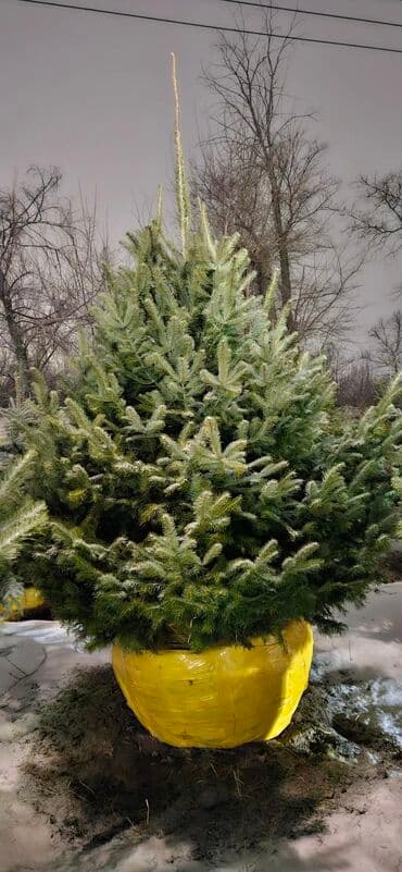 Пихта,Голубые ели,Голубая ель,Сосна,Можевельник,Ёлка at lalafo.kg Пихта,Голубые ели,Голубая ель,Сосна,Можевельник,Ёлка