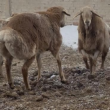 Продаю | Баран (самец) | Арашан | Для разведения | Осеменитель at lalafo.kg Продаю | Баран (самец) | Арашан | Для разведения | Осеменитель