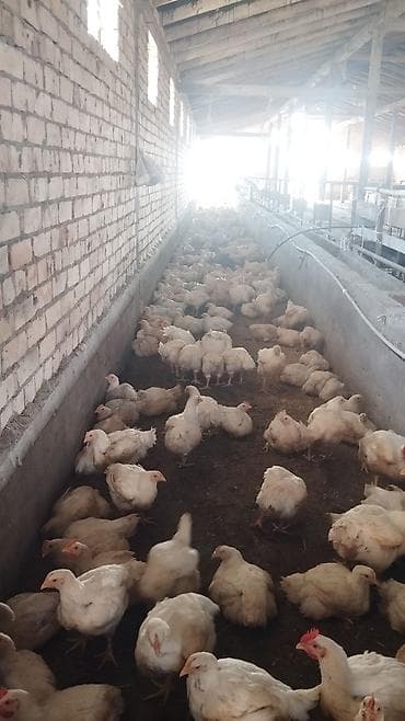 Продаю | Цыплята | Бройлерная | На забой at lalafo.kg Продаю | Цыплята | Бройлерная | На забой