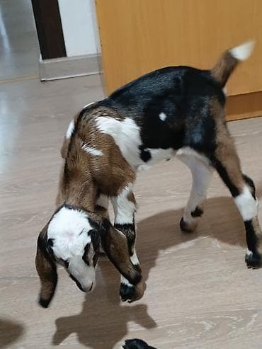 Продаю | Козлёнок | Нубийская | Для разведения at lalafo.kg — 2 Продаю | Козлёнок | Нубийская | Для разведения — 2