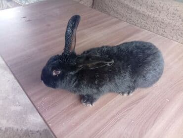 Продаю | Кролик самец | На забой, Для разведения at lalafo.kg Продаю | Кролик самец | На забой, Для разведения