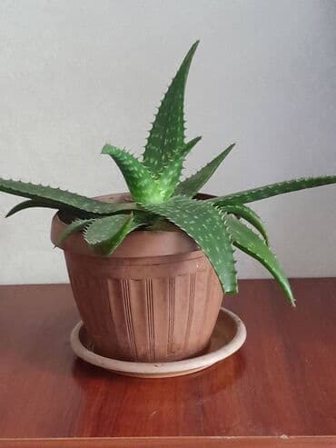 Pontiac: Алоэ. 5 лечебных свойств алоэ вера — научные данные 1 Оказывает at lalafo.kg — 2 Pontiac: Алоэ. 5 лечебных свойств алоэ вера — научные данные 1 Оказывает — 2