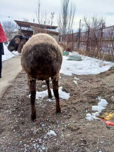 Продаю | Баран (самец) | Арашан | Для разведения | Осеменитель at lalafo.kg Продаю | Баран (самец) | Арашан | Для разведения | Осеменитель