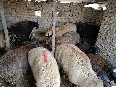 Продаю | Овца (самка) | Для разведения | Матка at lalafo.kg Продаю | Овца (самка) | Для разведения | Матка