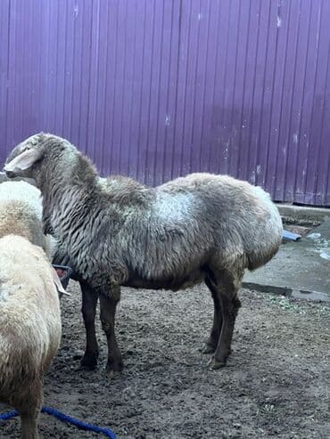 Продаю | Баран (самец) | Арашан | Для разведения | Осеменитель at lalafo.kg Продаю | Баран (самец) | Арашан | Для разведения | Осеменитель