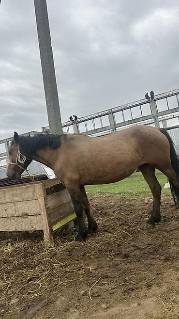 Продаю | Жеребец | Рабочий at lalafo.kg Продаю | Жеребец | Рабочий