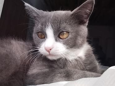 Британская короткошёрстная, 5 месяцев, Мальчик, Приучена к лотку at lalafo.kg Британская короткошёрстная, 5 месяцев, Мальчик, Приучена к лотку