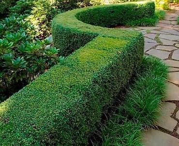 Самшит: Самшит (Buxus) для живой изгороди и бордюров. - Кустарники плотные lalafo.kg да — 1 Самшит: Самшит (Buxus) для живой изгороди и бордюров. - Кустарники плотные — 1