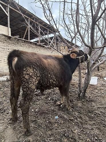 Продаю | Бык (самец) | На откорм at lalafo.kg Продаю | Бык (самец) | На откорм