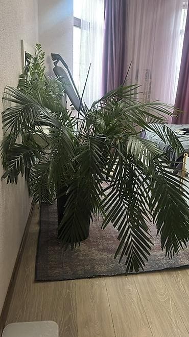 Монстерлер: Крупное комнатное растение — пальма (предположительно ховея/кентия) в lalafo.kg да — 1 Монстерлер: Крупное комнатное растение — пальма (предположительно ховея/кентия) в — 1