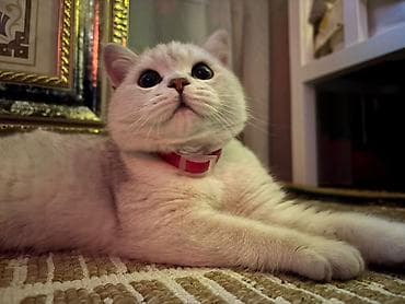 Найдена : Скотиш Страйт (Шотландская прямоухая), Мальчик, Белый at lalafo.kg Найдена : Скотиш Страйт (Шотландская прямоухая), Мальчик, Белый