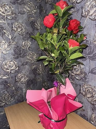 Алоказиялар: Камелия ОСТАЛОСЬ 2шт Успейте купить 💝 Упаковка в подарок 🎁 Для lalafo.kg да — 2 Алоказиялар: Камелия ОСТАЛОСЬ 2шт Успейте купить 💝 Упаковка в подарок 🎁 Для — 2