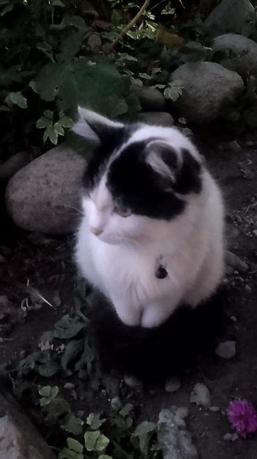 Пропала : Беспородная, Девочка, Белый at lalafo.kg — 6 Пропала : Беспородная, Девочка, Белый — 6