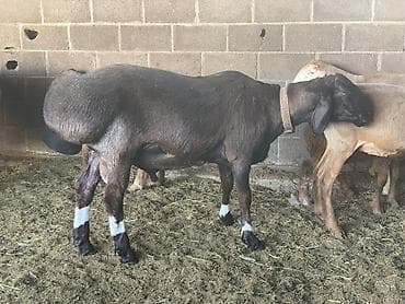 Продаю | Баран (самец) | Арашан | Для разведения | Осеменитель at lalafo.kg Продаю | Баран (самец) | Арашан | Для разведения | Осеменитель