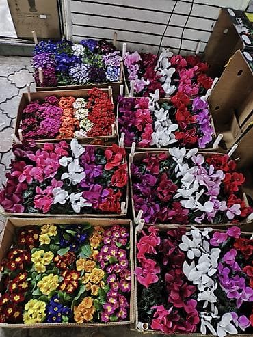 Комнатные цветы в горшках — ассортимент для дома и офиса. цены от 250 at lalafo.kg Комнатные цветы в горшках — ассортимент для дома и офиса. цены от 250