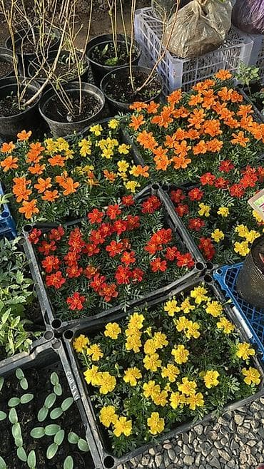 Тюльпан: Саженцы и рассада декоративных и плодовых культур. Ассортимент по at lalafo.kg — 5 Тюльпан: Саженцы и рассада декоративных и плодовых культур. Ассортимент по — 5