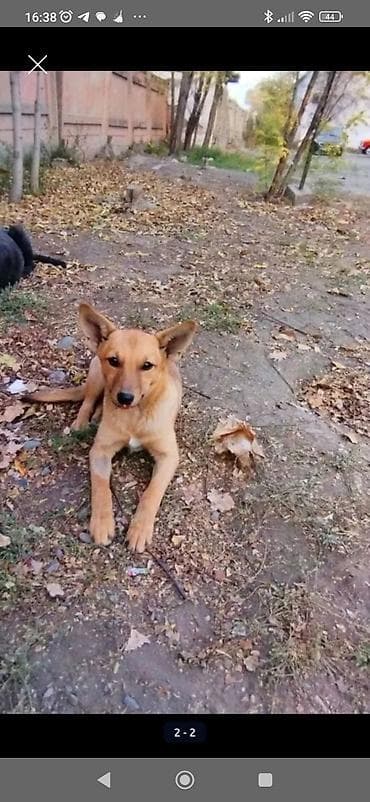 Милая, игривая девочка, стерилизована, щенков не будет, отличная at lalafo.kg Милая, игривая девочка, стерилизована, щенков не будет, отличная