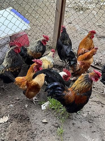 Продаю | Куры, Петух | Для разведения at lalafo.kg Продаю | Куры, Петух | Для разведения