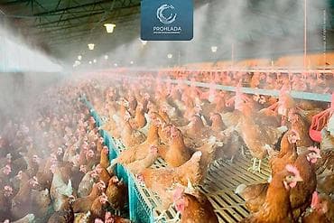 🌟 Начните использовать систему туманообразования на вашей at lalafo.kg 🌟 Начните использовать систему туманообразования на вашей